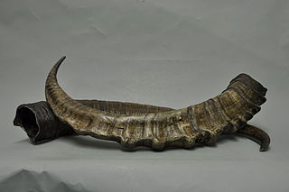 horns of a Capra ibex