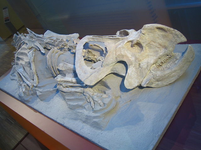 Protoceratops fossil