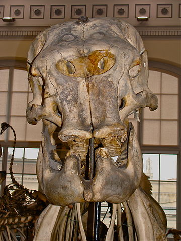 an old elephantidae skull