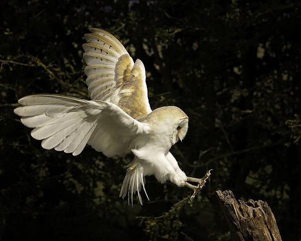 Barn Owl, Kent, UK. Photo by Lee Elvin